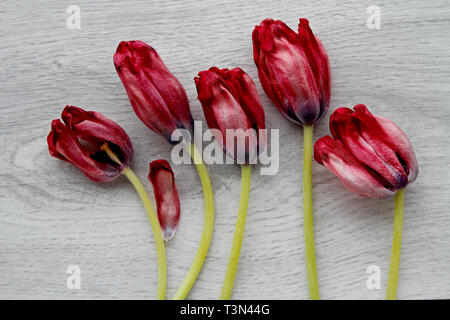 Five faded tulips on grey fake wood background. Flowers are soon all dead Stock Photo