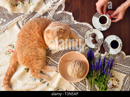 Scottish fold cat lying on table with coffee cups and veronica flowers. Cozy weekend concept, top view Stock Photo