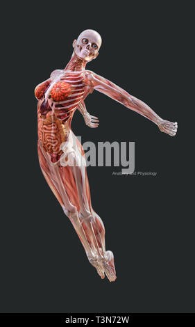 3d Illustration Human of a Female Skeleton Muscle System, Bone and Digestive System with Clipping Path Stock Photo