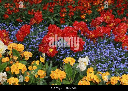 Brightly coloured flowers in spring Stock Photo