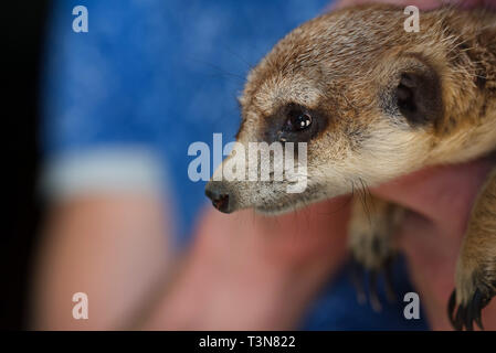 Close up cute ferret or Mustela putorius furo. It is the domesticated form of the European polecat Stock Photo