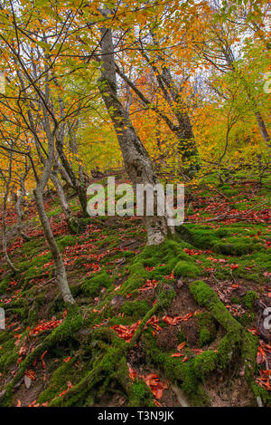 Beech forest in autumnal colors and green moss on trees roots Stock Photo