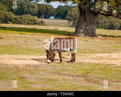 One donkey grazing in the dehesa in Salamanca (Spain), Ecological extensive livestock concept. Stock Photo