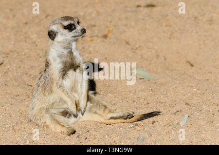 Meerkat (Suricata suricattaor) Single animal sitting on sand. Stock Photo