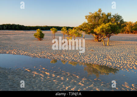 Mangroves growing on sandy tidal flat at Port Smith Western Australia Stock Photo