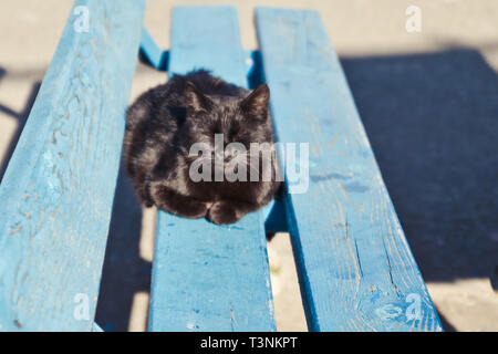 Black yard cat lying on a wooden bench on a sunny day Stock Photo