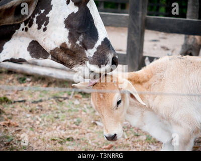 February 9, 2019 - Finca El ParaÃ-So/Yopal, Casanare, Colombia - A cow and calf seen at the El ParaÃ-so finca farm.Colombian cowboys taking care of the cows in the region of Casanare, eastern Colombia, between the Ands, the Orinoco River and the border with Venezuela. These are Plains and pastures with wide rivers and marshes, a region of big biodiversity. But nowadays, it is in danger because of climate change. Credit: Jana Cavojska/SOPA Images/ZUMA Wire/Alamy Live News Stock Photo