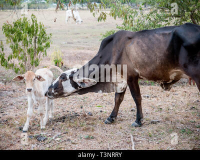 February 9, 2019 - Finca El ParaÃ-So/Yopal, Casanare, Colombia - A cow and calf seen at the El ParaÃ-so finca farm.Colombian cowboys taking care of the cows in the region of Casanare, eastern Colombia, between the Ands, the Orinoco River and the border with Venezuela. These are Plains and pastures with wide rivers and marshes, a region of big biodiversity. But nowadays, it is in danger because of climate change. Credit: Jana Cavojska/SOPA Images/ZUMA Wire/Alamy Live News Stock Photo