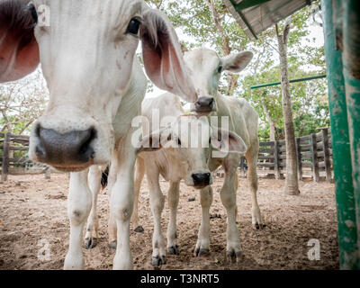 February 9, 2019 - Finca El ParaÃ-So/Yopal, Casanare, Colombia - Curisous cows seen at the El ParaÃ-so farm.Colombian cowboys taking care of the cows in the region of Casanare, eastern Colombia, between the Ands, the Orinoco River and the border with Venezuela. These are Plains and pastures with wide rivers and marshes, a region of big biodiversity. But nowadays, it is in danger because of climate change. Credit: Jana Cavojska/SOPA Images/ZUMA Wire/Alamy Live News Stock Photo