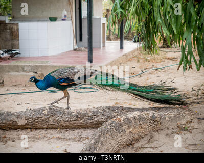 February 9, 2019 - Finca El ParaÃ-So/Yopal, Casanare, Colombia - A peacock seen moving freely in the El ParaÃ-so finca in Casanare region, Colombia.Colombian cowboys taking care of the cows in the region of Casanare, eastern Colombia, between the Ands, the Orinoco River and the border with Venezuela. These are Plains and pastures with wide rivers and marshes, a region of big biodiversity. But nowadays, it is in danger because of climate change. Credit: Jana Cavojska/SOPA Images/ZUMA Wire/Alamy Live News Stock Photo