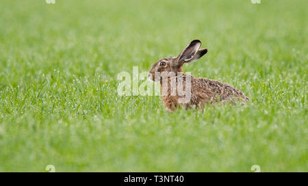 Algermissen, Germany. 10th Apr, 2019. A hare sits early in the morning on a field covered with morning dew. Shortly before Easter the hunters publish the results of their hare counts - the population in Lower Saxony is stable. Credit: Moritz Frankenberg/dpa/Alamy Live News Stock Photo