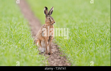 Algermissen, Germany. 10th Apr, 2019. A hare sits early in the morning on a field covered with morning dew. Shortly before Easter the hunters publish the results of their hare counts - the population in Lower Saxony is stable. Credit: Moritz Frankenberg/dpa/Alamy Live News Stock Photo