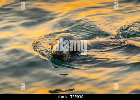 Newlyn, Cornwall, UK. 11th Apr, 2019. UK Weather. A chilly but glorious start to the day at Newlyn at sunrise. This seal having a good look at the photographer. Credit: Simon Maycock/Alamy Live News Stock Photo