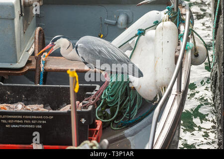 Schull, West Cork, Ireland. 11th Apr, 2019. A Grey Heron (Ardea Cinerea) steals bait off a fisherman's boat whilst moored in Schull Harbour. The weather is cold but dry with the sun starting to make an appearance. The day will remain mostly dry with top temperatures of 11 to 15°C. Credit: Andy Gibson/Alamy Live News Stock Photo