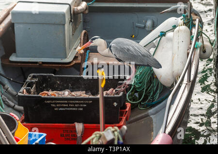 Schull, West Cork, Ireland. 11th Apr, 2019. A Grey Heron (Ardea Cinerea) steals bait off a fisherman's boat whilst moored in Schull Harbour. The weather is cold but dry with the sun starting to make an appearance. The day will remain mostly dry with top temperatures of 11 to 15°C. Credit: Andy Gibson/Alamy Live News Stock Photo