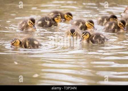 Hannover, Germany. 11th Apr, 2019. Ducklings swim in the water of a well. Credit: Moritz Frankenberg/dpa/Alamy Live News Stock Photo