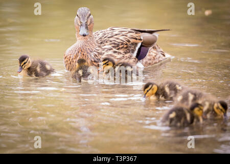 Hannover, Germany. 11th Apr, 2019. A duck and its chicks swim in the water of a well. Credit: Moritz Frankenberg/dpa/Alamy Live News Stock Photo