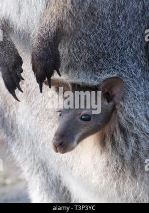 Stralsund, Germany. 10th Apr, 2019. A kangaroo baby in the Stralsund Zoo puts her head out of her mother's bag. It's only been showing itself to visitors for a few days. Whether the small Bennett kangaroo is a male or female is not yet known by the animal keepers. Credit: Stefan Sauer/dpa-Zentralbild/dpa/Alamy Live News Stock Photo