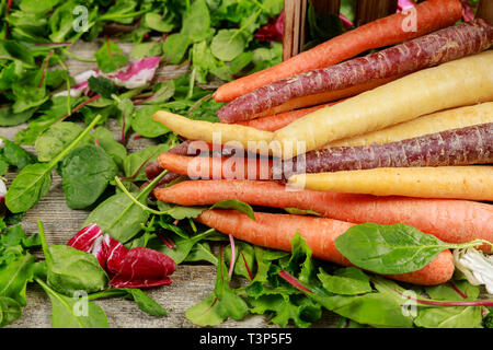 Different organic multicolor carrots in the fresh mixed green salad on wooden table Stock Photo