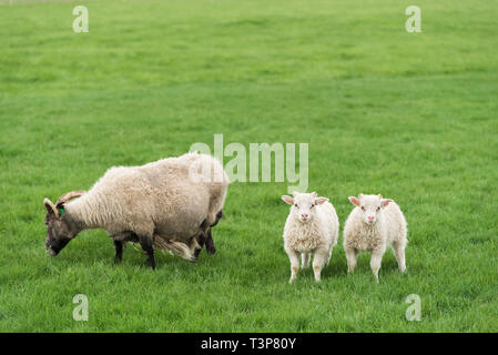 Three white sheep on pasture. Field with green grass in Iceland Stock Photo