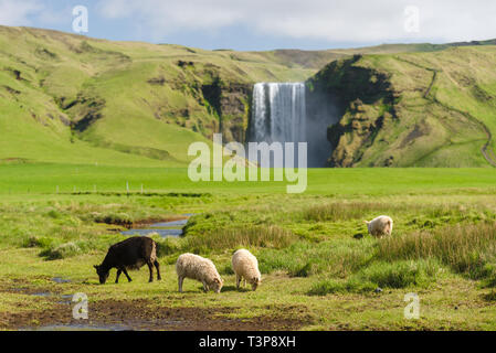 Skogafoss waterfall. Sheep in the pasture. Summer landscape on a sunny day. Amazing in nature Stock Photo