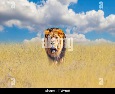 Beautiful Lion in the golden grass of of savanna in Africa. Behind them is the blue sky. It is a natural background with African animals. Stock Photo