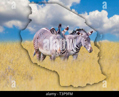 Flag Map of Tanzania on which is a picture of a zebras. It's a wild animal living in Africa. It is national african background. There is golden grass Stock Photo