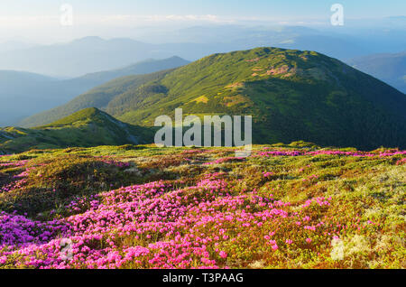 Summer landscape sunny day. Pink rhododendron flowers in the mountains Stock Photo