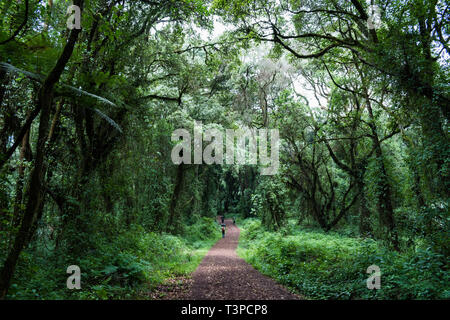 Unrecognisable male porters carry loads of up to 30kg on their backs and heads up through the rainforest shade on hot and humid sunny day, Kilimanjaro Stock Photo