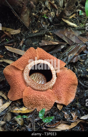 Rafflessia flower, rare carnivorous plant, Borneo. Portrait view. Stock Photo