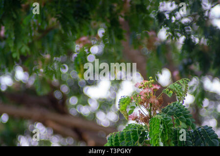 Rain Tree East Indian Walnut,Monkey Pod. Stock Photo