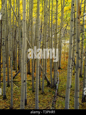 Grove of Quaking aspen (Populus tremuloides) trees, winter boreal ...