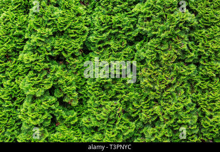 Thuja occidentalis green background, natural texture Stock Photo