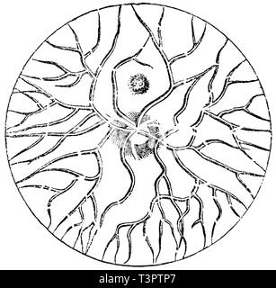 Blood vessels of the retina, illustration Stock Photo - Alamy