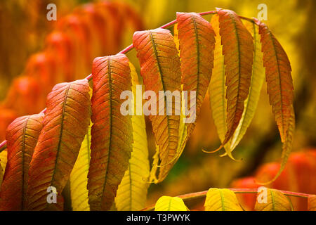 Leaves of Staghorn Sumac Tree in Autumn. Stock Photo