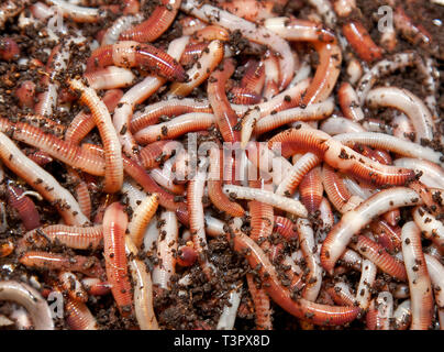 A scrum of tiger worms busily breaking down rotting vegetation, turning organic waste into rich, fertile soil inside a thriving wormery ecosystem. Stock Photo