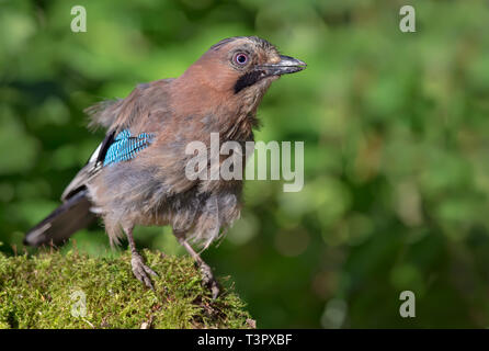 Curious Eurasian Jay posing on a mossy stump in the forest at high definition Stock Photo