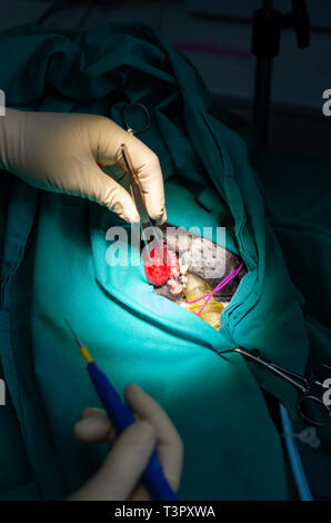 A veterinary surgeon operating an oral tumor in a dog with electric scalpel Stock Photo