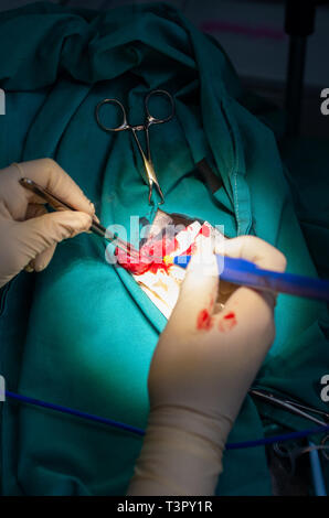 A veterinary surgeon operating an oral tumor in a dog with electric scalpel Stock Photo