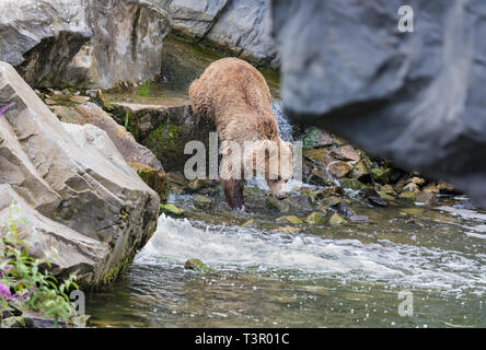 Wild adult brown bear (Ursus arctos) jumps in a wild stream Stock Photo