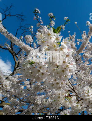 Yoshino cherry tree blossoms on Prunus x yedoensis - springtime white flowers on flowering trees with a blue sky - Easter flowers & spring blossom USA Stock Photo
