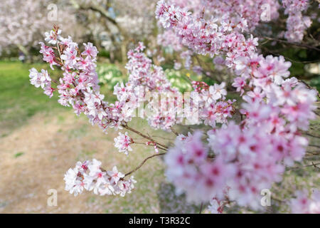 Higan Cherry tree blossoms - Prunus subhirtella @ springtime pink flowers on flowering trees against a blue sky Easter flowers and spring blossom USA Stock Photo
