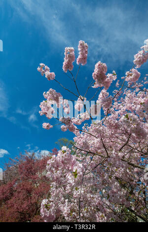 Cherry tree blossoms at springtime - pink flowers and white flowers on flowering trees against a blue sky - Easter flowers and spring blossom USA Stock Photo