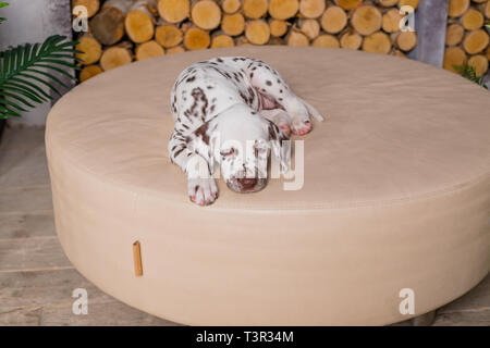 four months old Dalmatian sleeping. Small dog sleep in the house.Cute puppy relaxing on the soft blanket Stock Photo