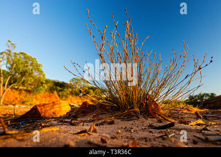 Grass on rocky shoreline at sunrise at Cape Leveque, Dampier Peninsula, Western Australia Stock Photo