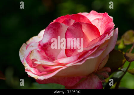 close-up natural pink bloom of rose flower in sunshine Stock Photo