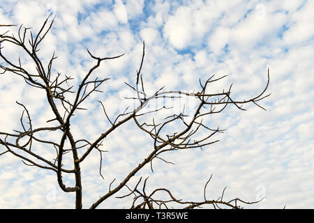 Dry trees and blue sky with white fluffy clouds Stock Photo