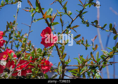 Red Flower spiny Shrub - Chaenomeles speciosa on blue sky background, spring season, beautiful springtime, tiny colorful red flowers - Blossoms of Jap Stock Photo