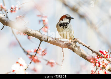 sparrow sits on a beautiful branch among the blossoming apricot Stock Photo