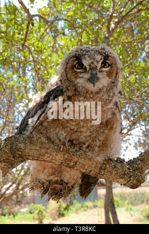 Giant Eagle Owl, Verreaux's eagle-owl or milky eagle owl (Bubo lacteus), resting on a branch of a tree, Amboseli, Kenia, Africa Stock Photo